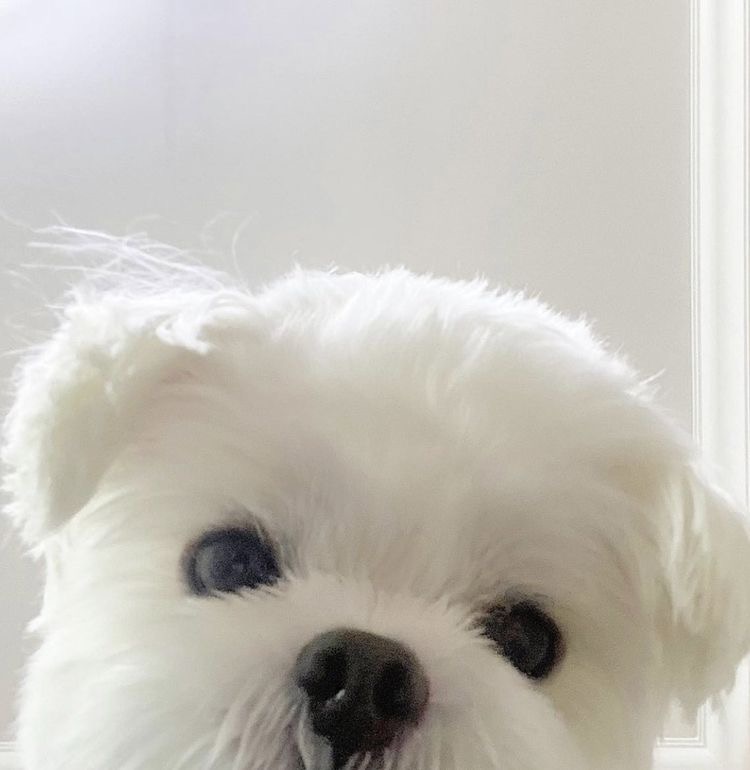 혀기 이미지