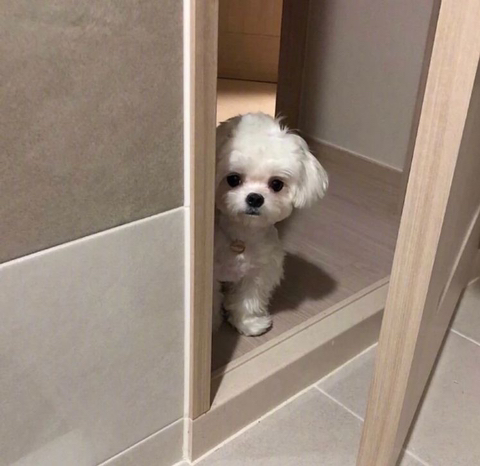 뽀비 이미지