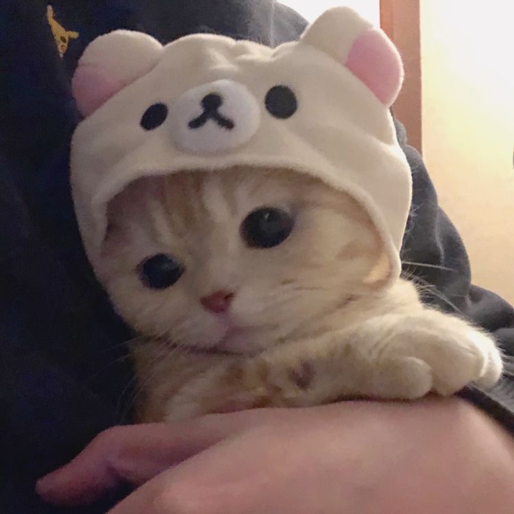 총총 이미지