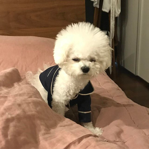 부스스 이미지