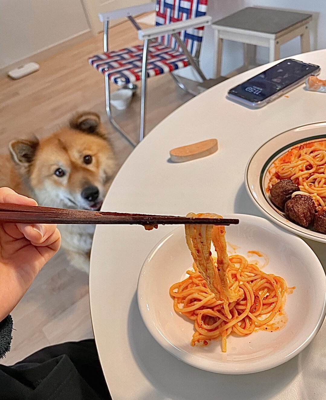 밥 먹을 때마다 기웃대는 왕강아지 | 인스티즈