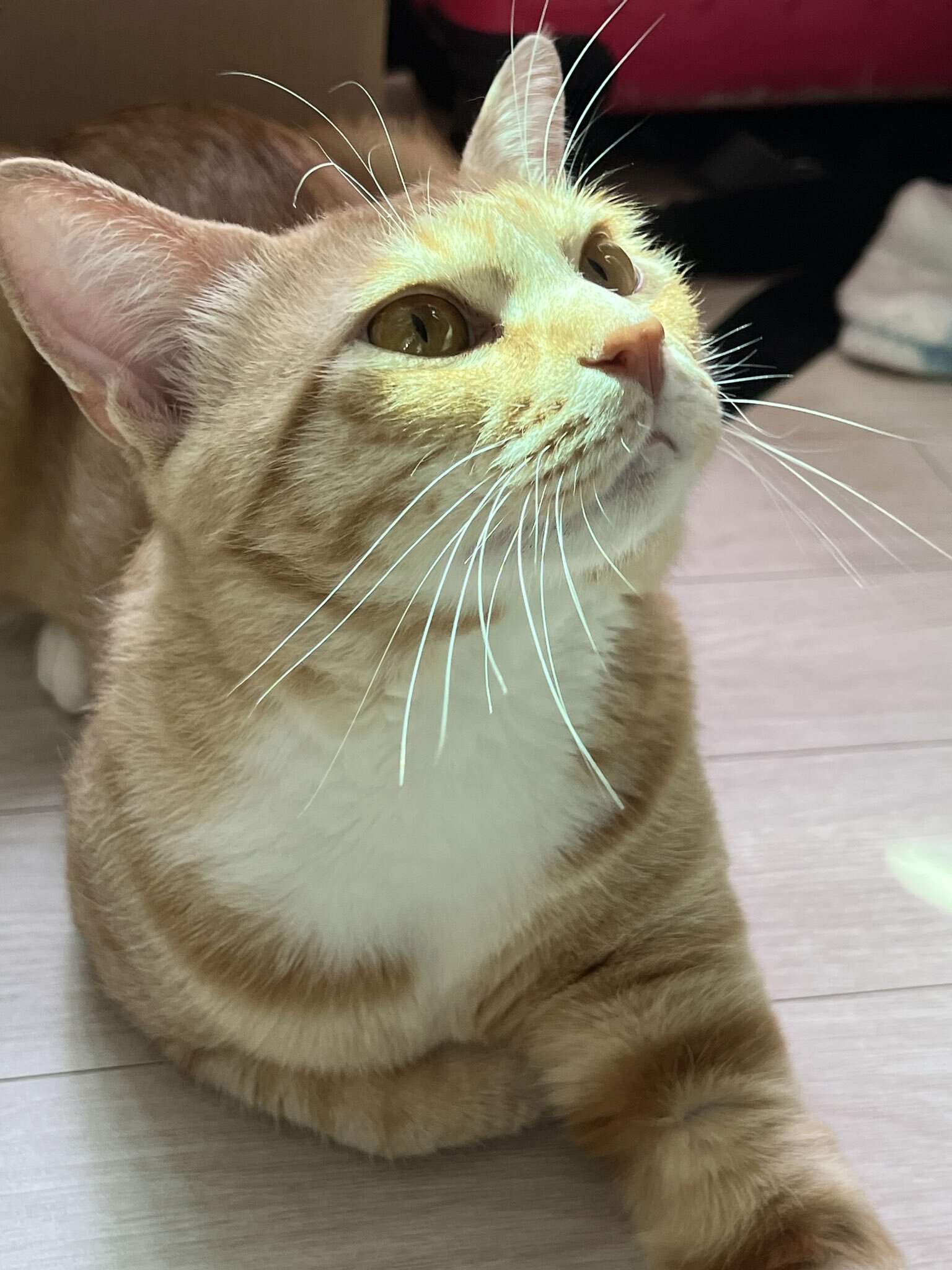 공원에 유기됐던 고양이 근황 | 인스티즈