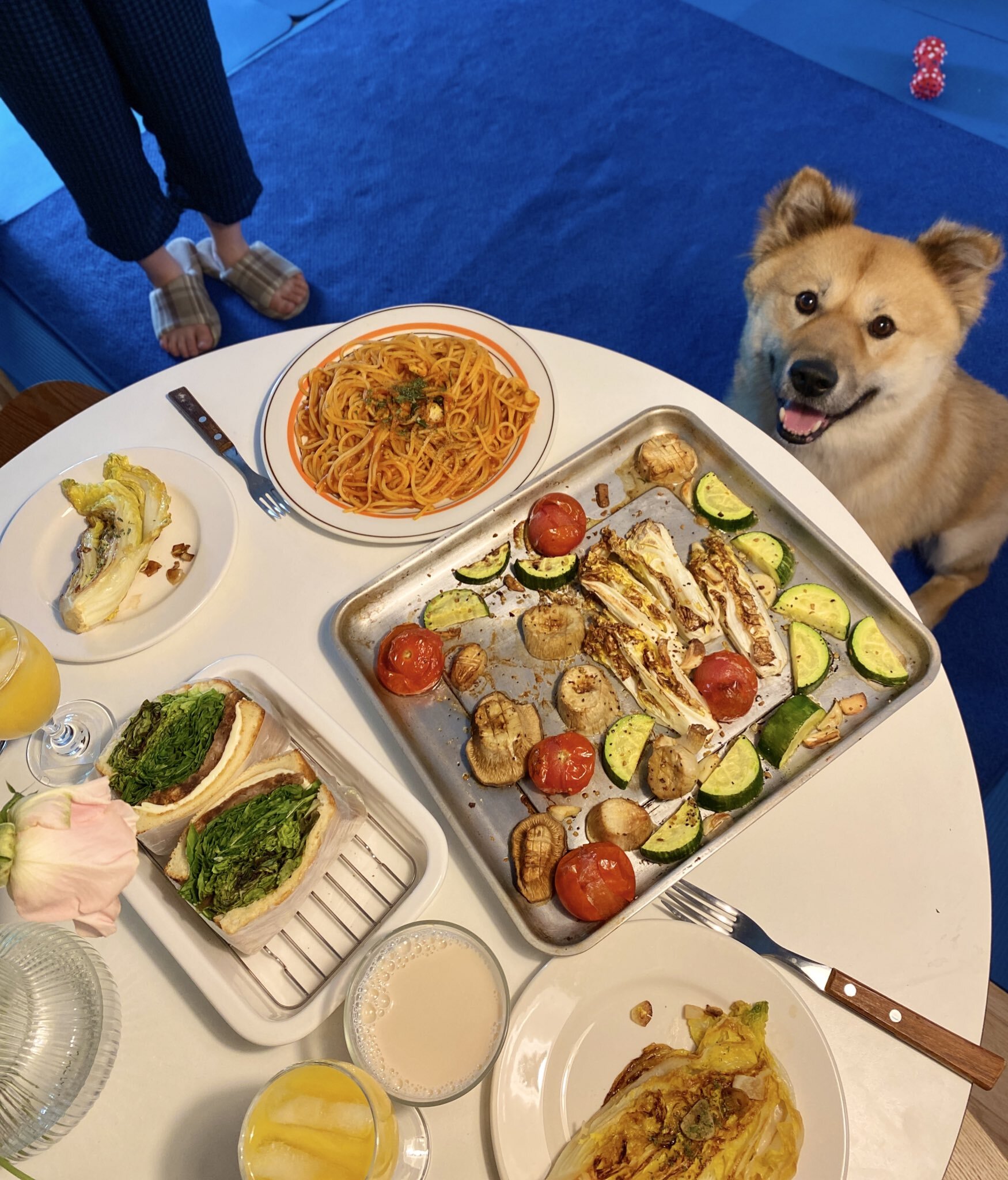 밥 먹을 때마다 기웃대는 왕강아지 | 인스티즈