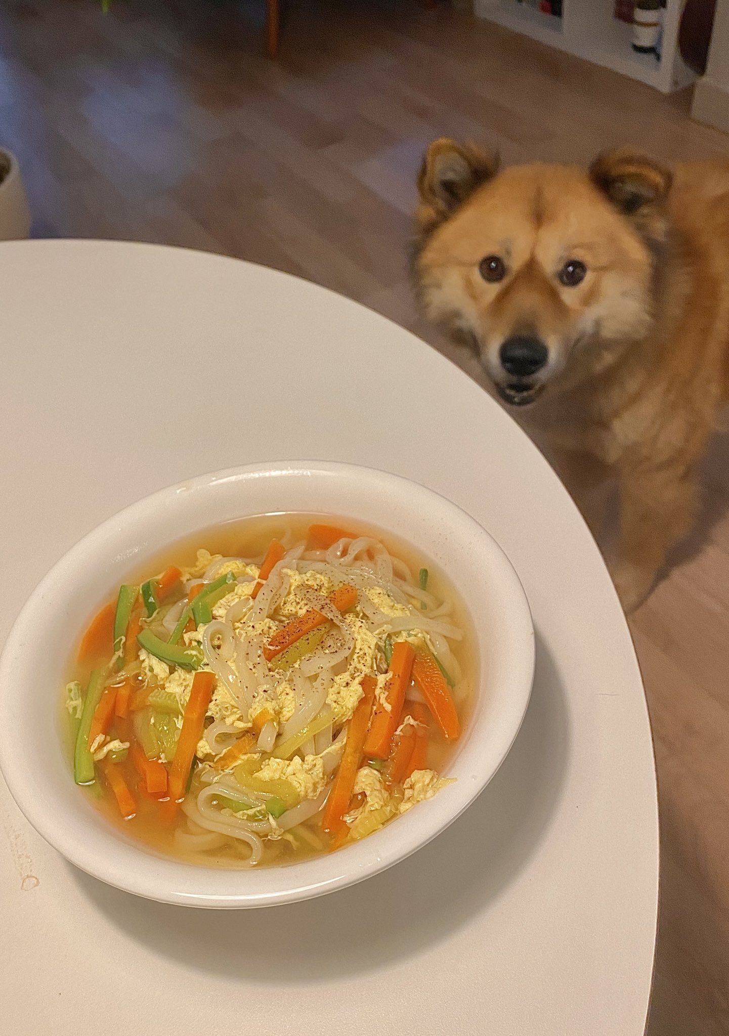 밥 먹을 때마다 기웃대는 왕강아지 | 인스티즈