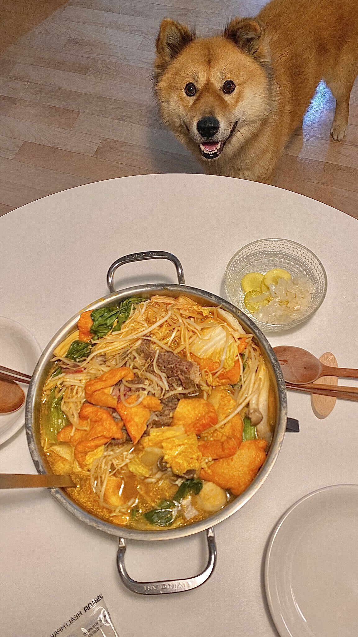 밥 먹을 때마다 기웃대는 왕강아지 | 인스티즈