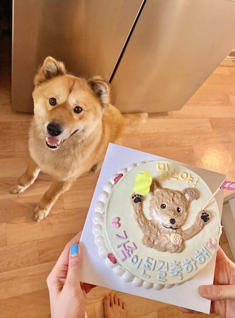 밥 먹을 때마다 기웃대는 왕강아지 | 인스티즈