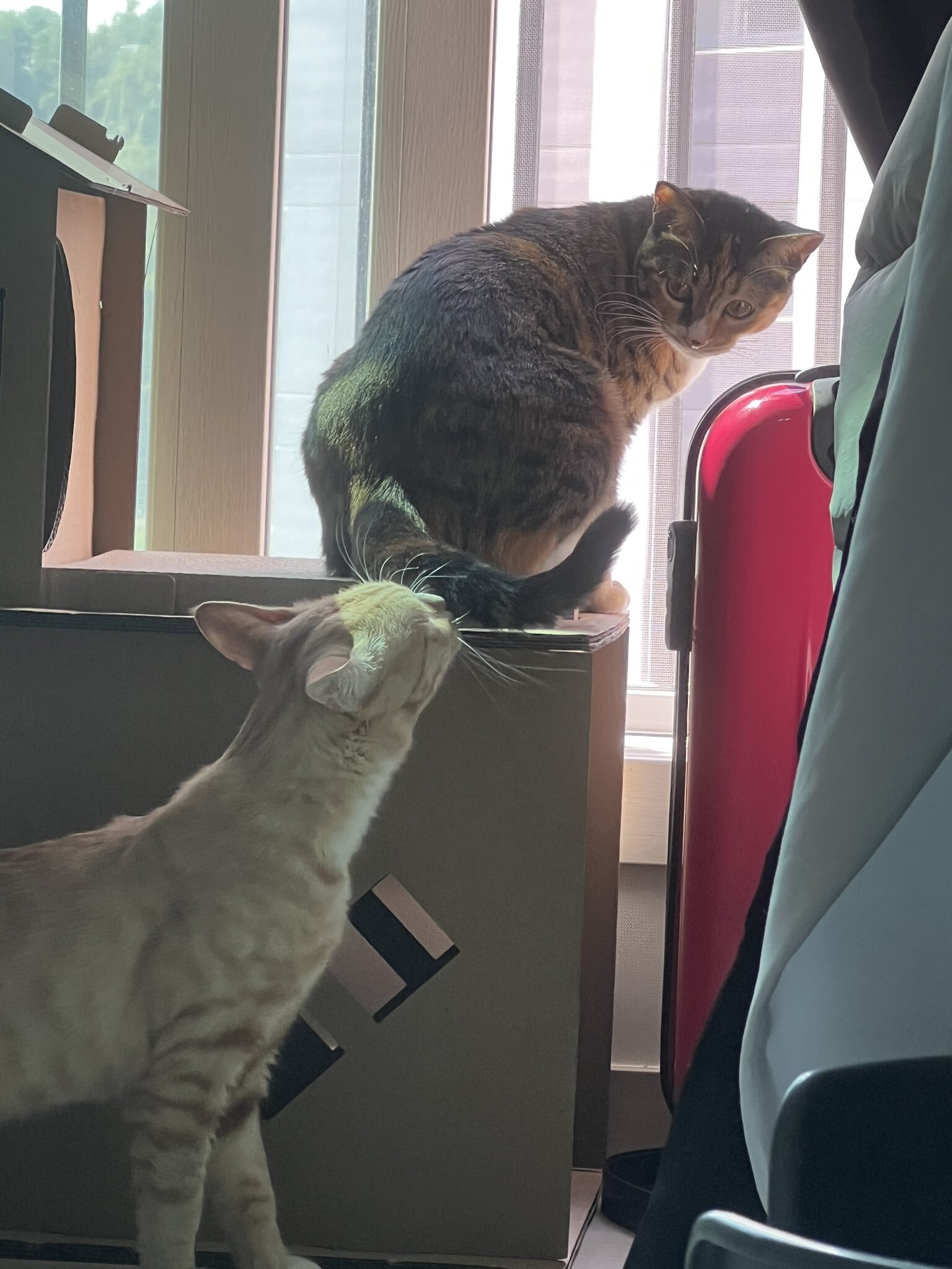 공원에 유기됐던 고양이 근황 | 인스티즈