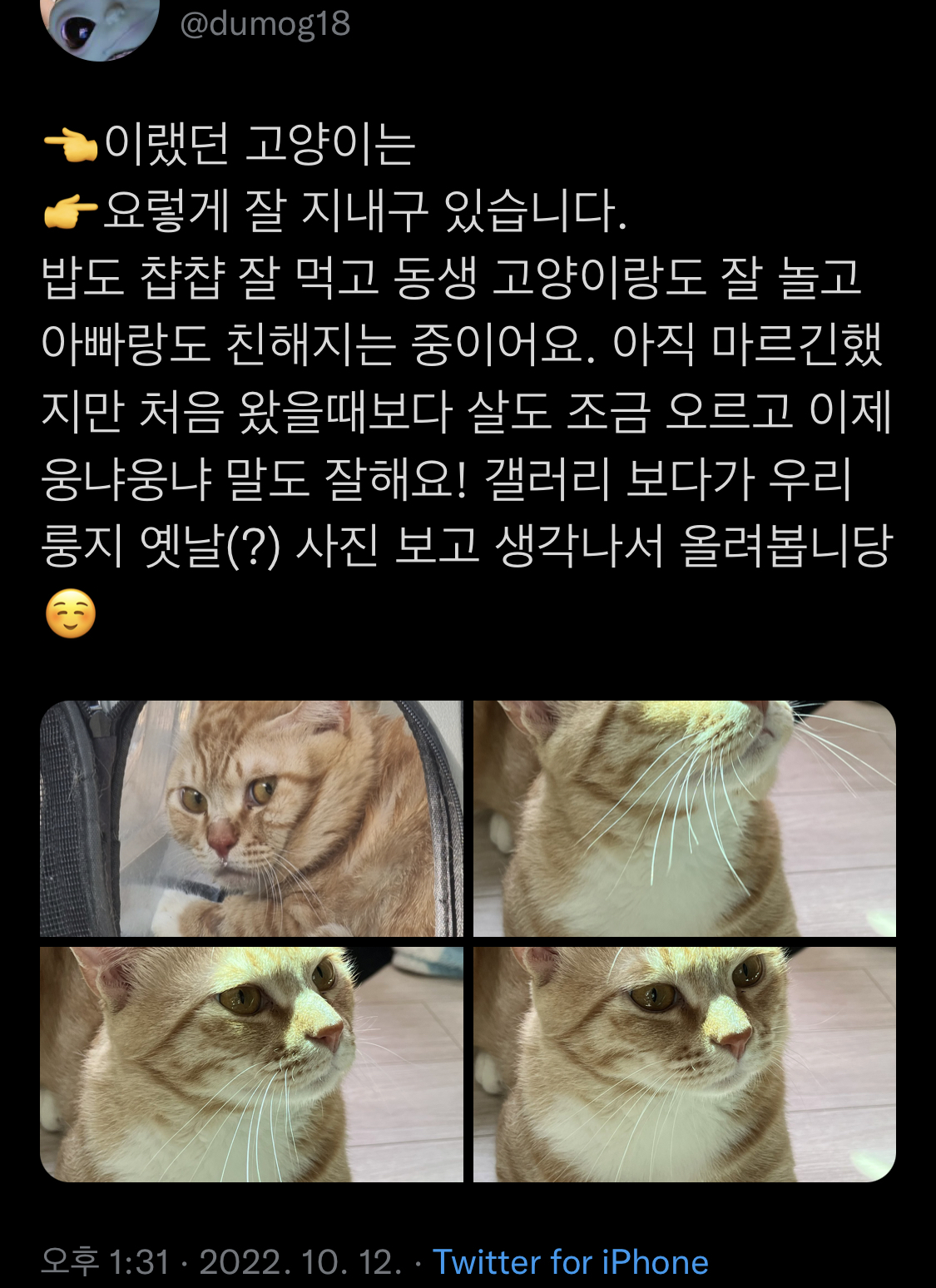 공원에 유기됐던 고양이 근황 | 인스티즈