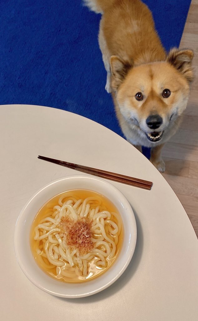 밥 먹을 때마다 기웃대는 왕강아지 | 인스티즈