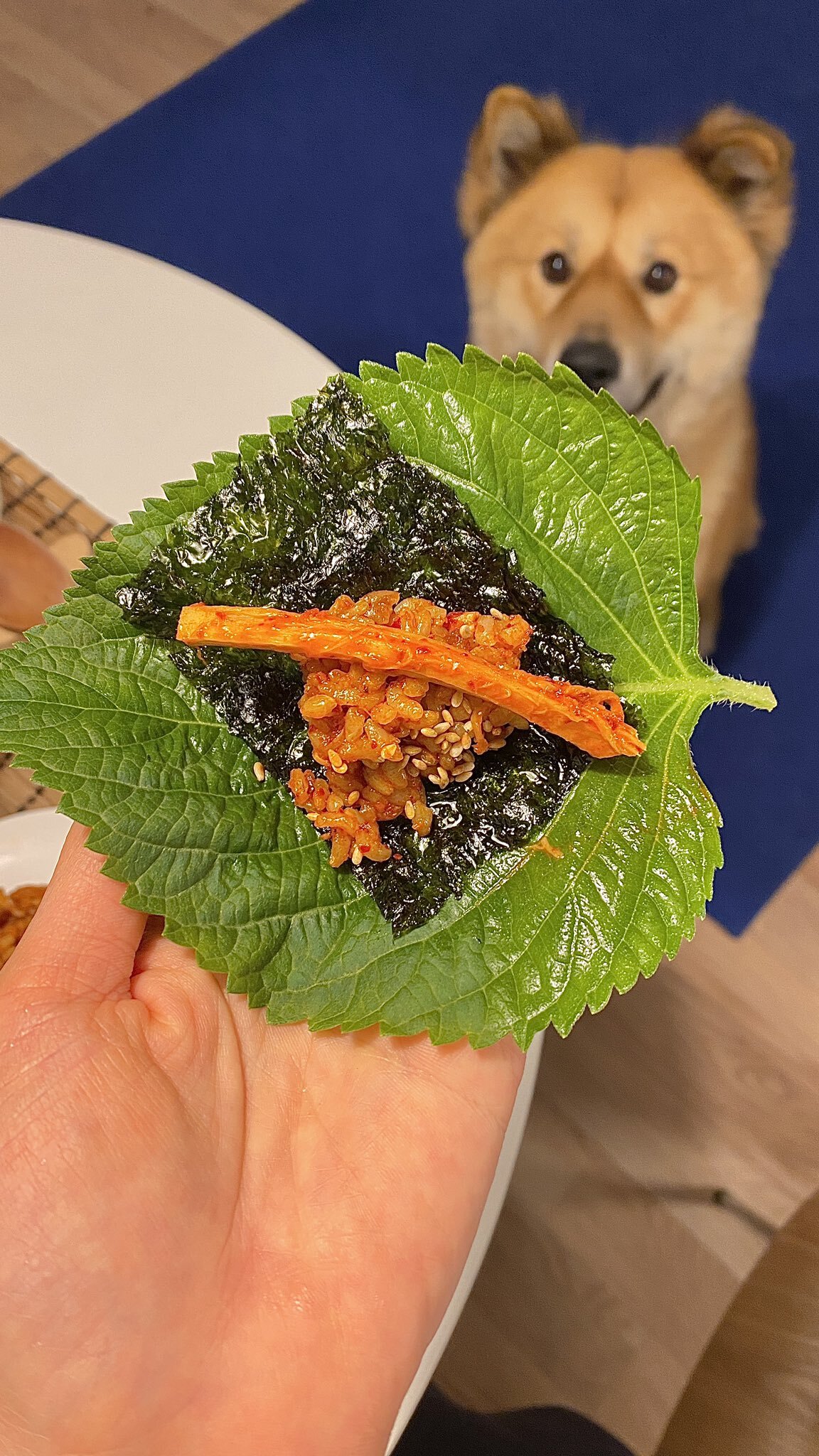 밥 먹을 때마다 기웃대는 왕강아지 | 인스티즈