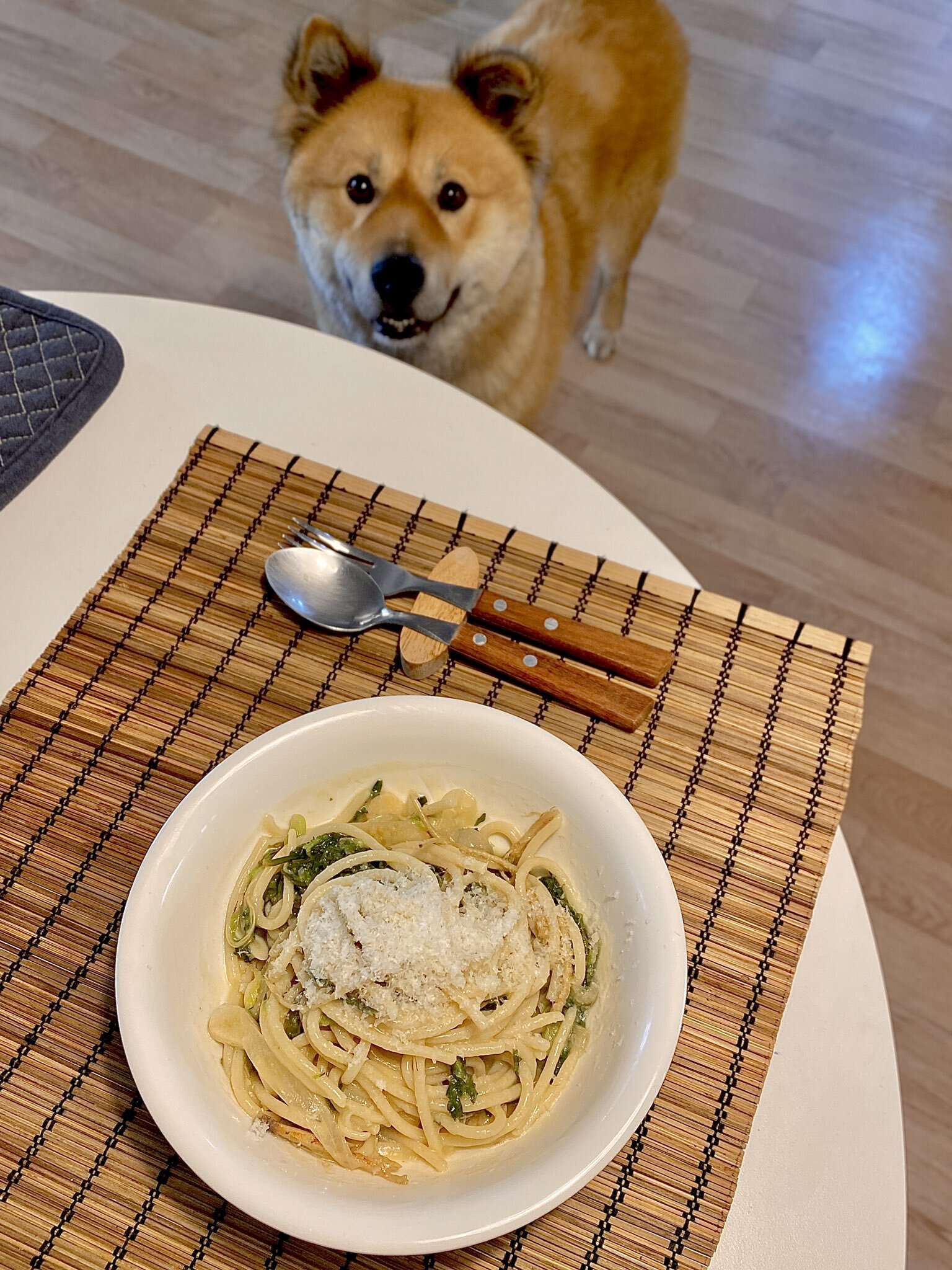 밥 먹을 때마다 기웃대는 왕강아지 | 인스티즈
