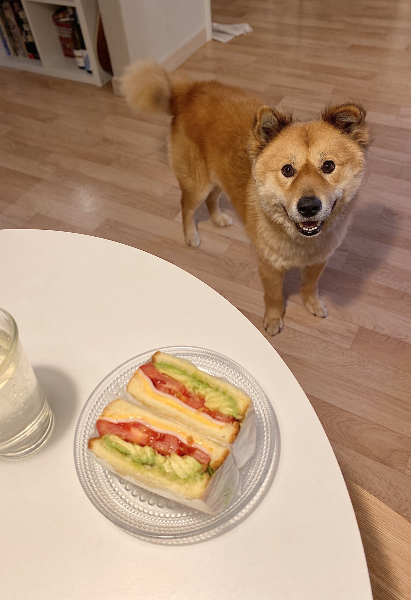 밥 먹을 때마다 기웃대는 왕강아지 | 인스티즈