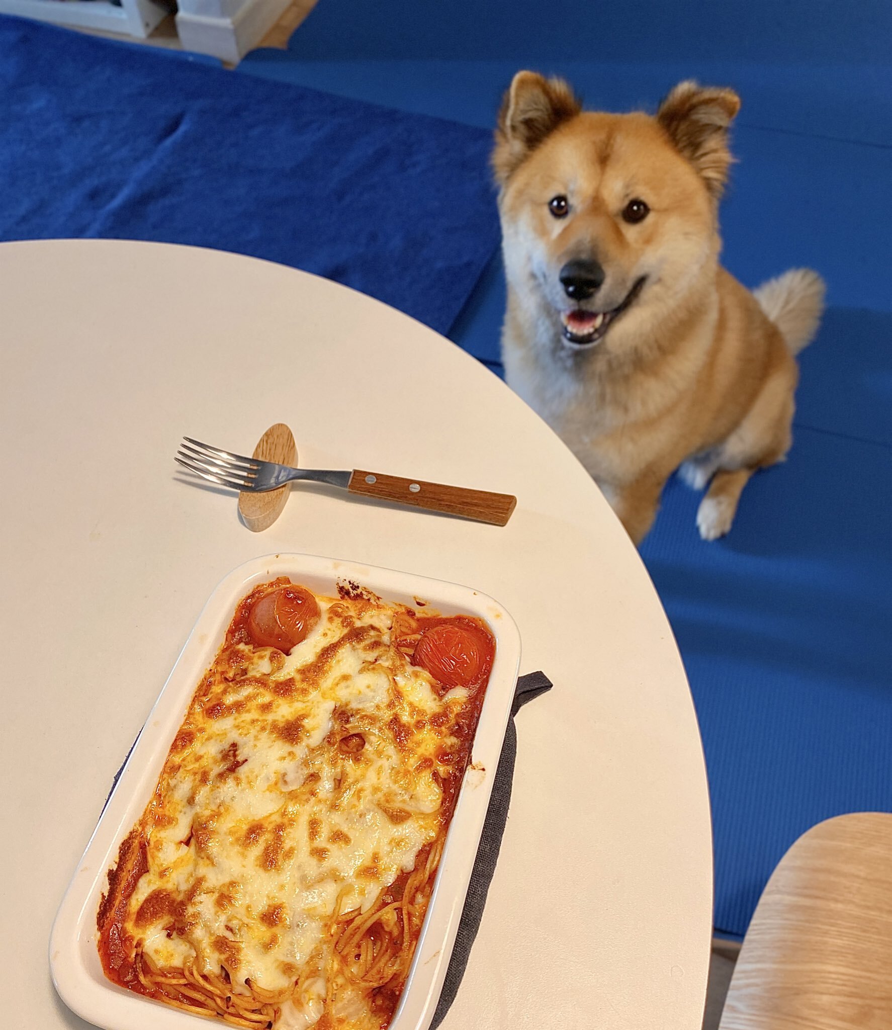 밥 먹을 때마다 기웃대는 왕강아지 | 인스티즈