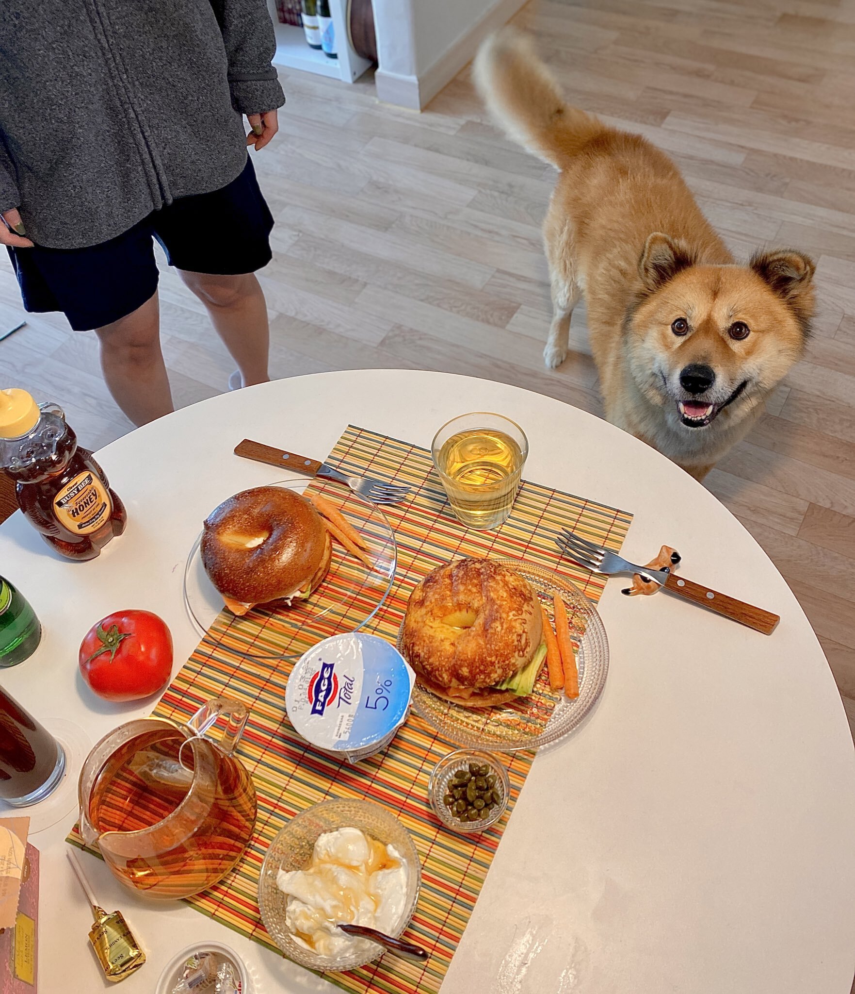 밥 먹을 때마다 기웃대는 왕강아지 | 인스티즈