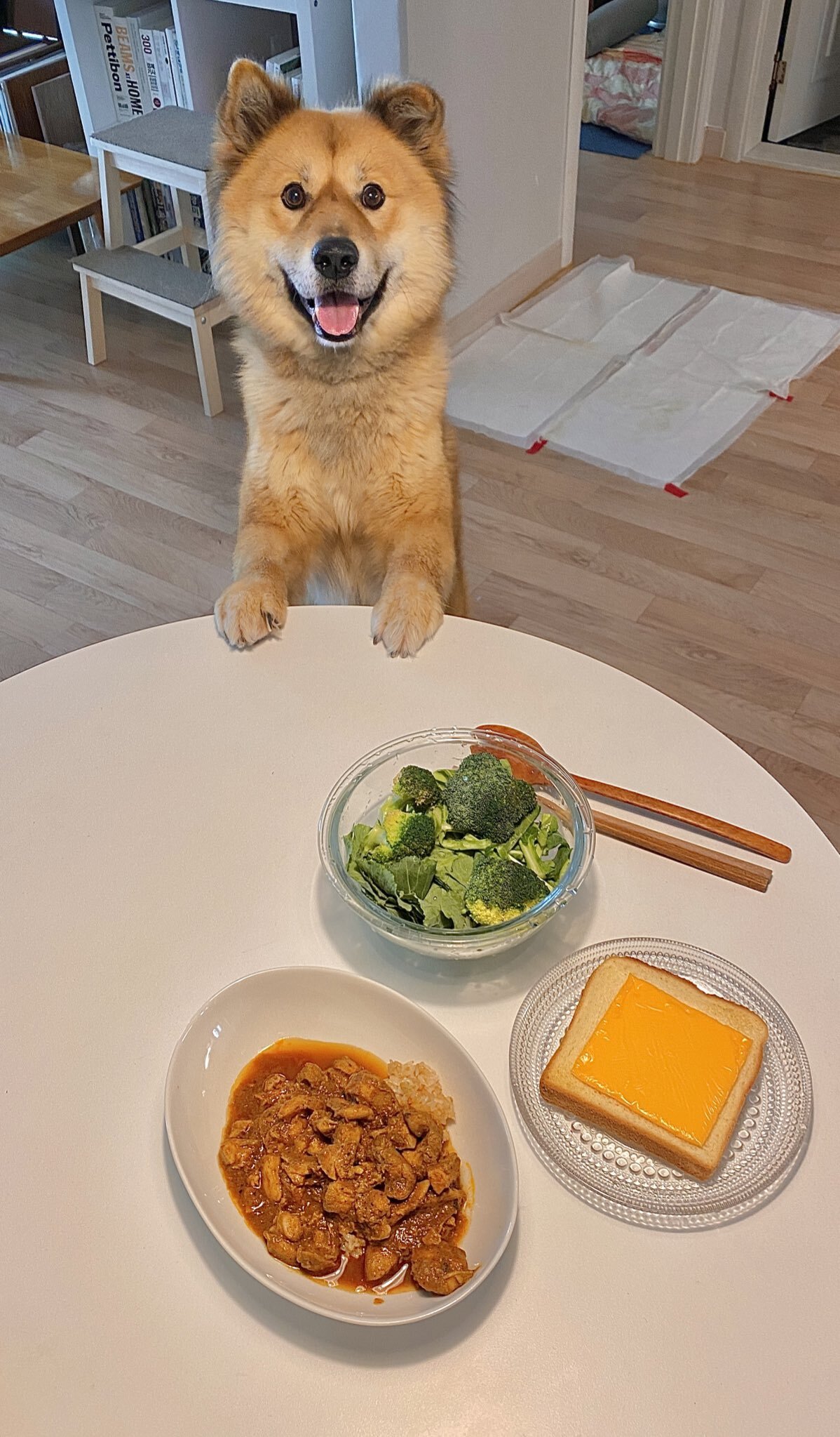 밥 먹을 때마다 기웃대는 왕강아지 | 인스티즈