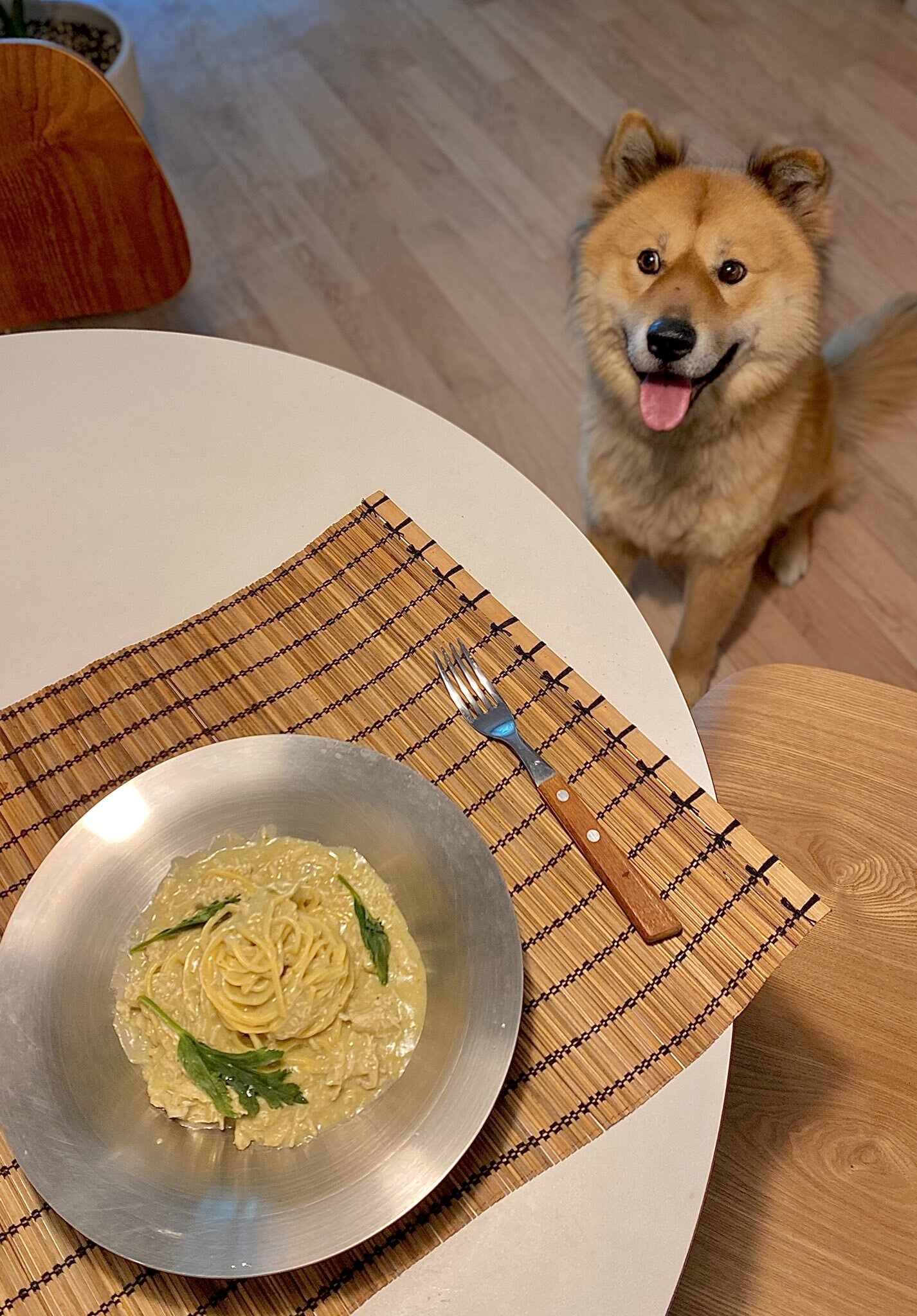 밥 먹을 때마다 기웃대는 왕강아지 | 인스티즈