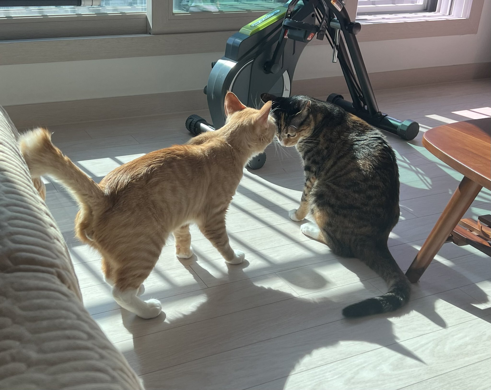 공원에 유기됐던 고양이 근황 | 인스티즈