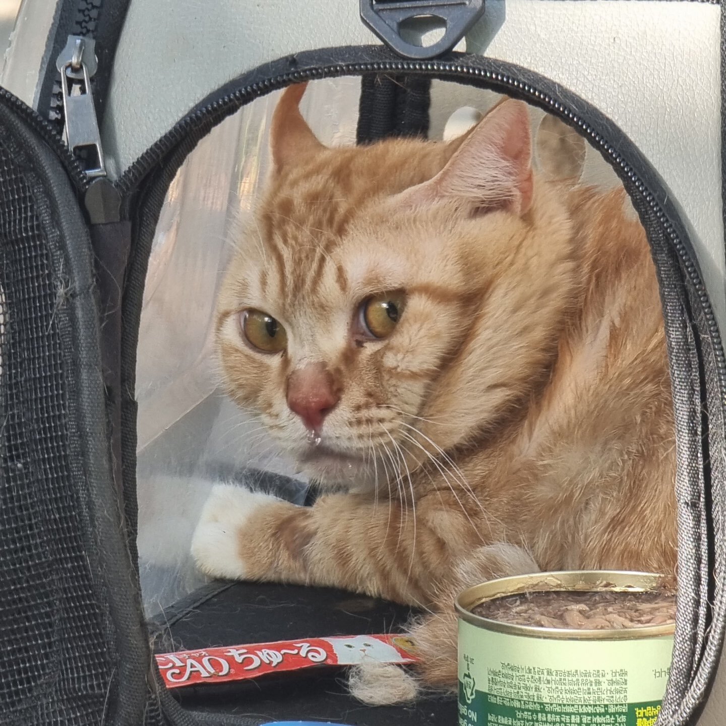 공원에 유기됐던 고양이 근황 | 인스티즈