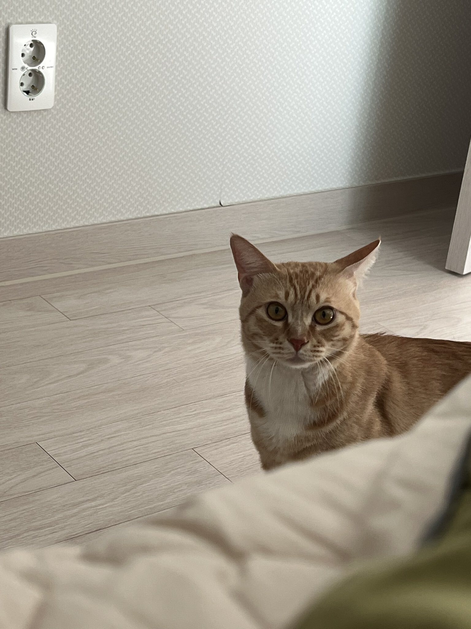 공원에 유기됐던 고양이 근황 | 인스티즈