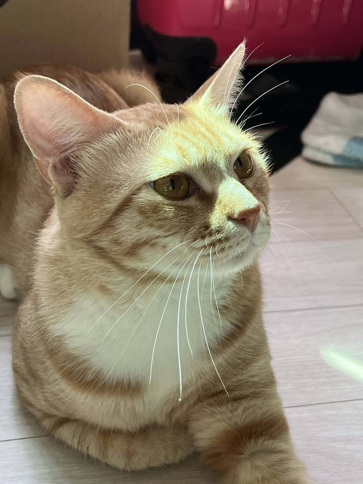 공원에 유기됐던 고양이 근황 | 인스티즈