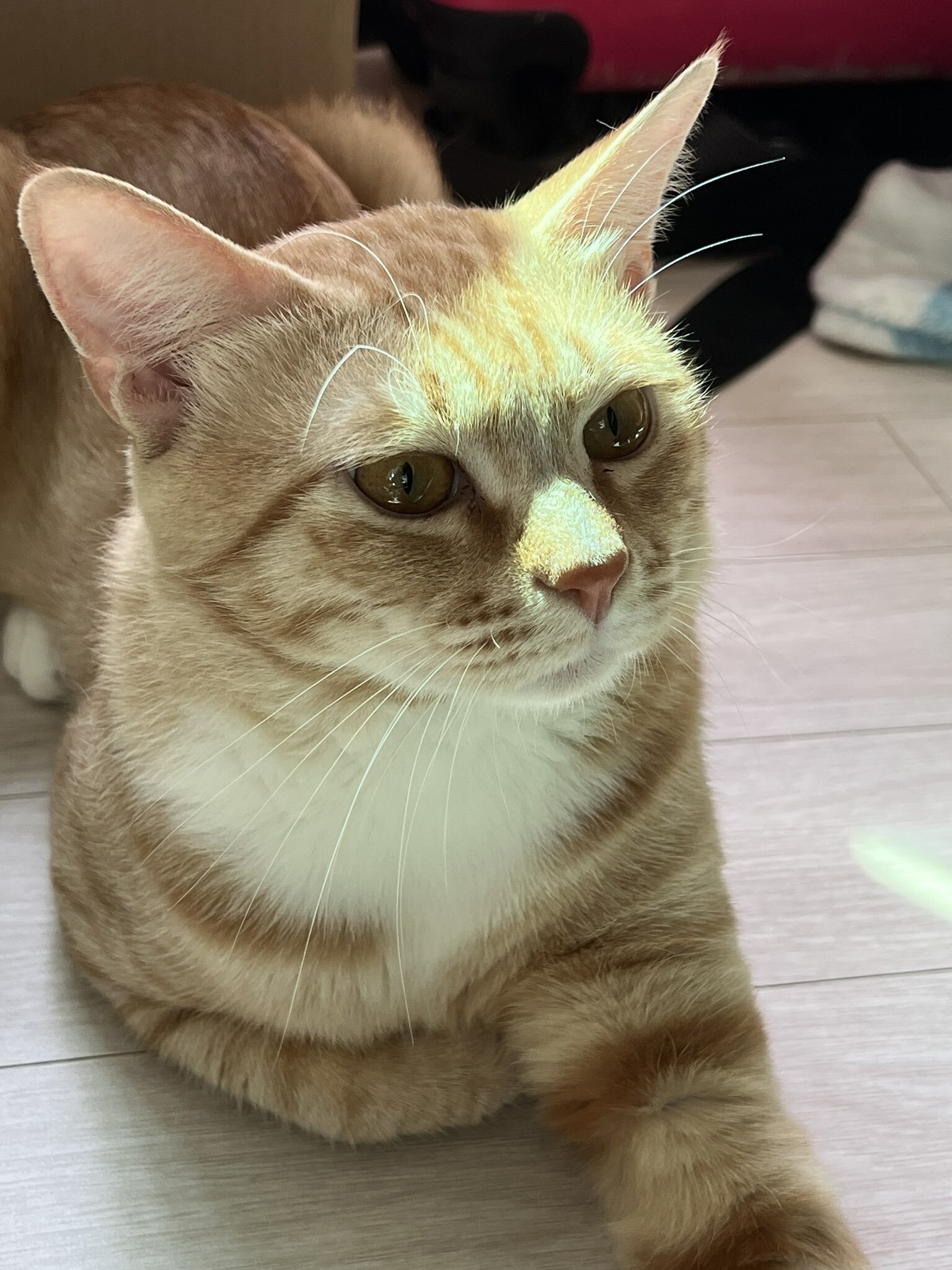 공원에 유기됐던 고양이 근황 | 인스티즈