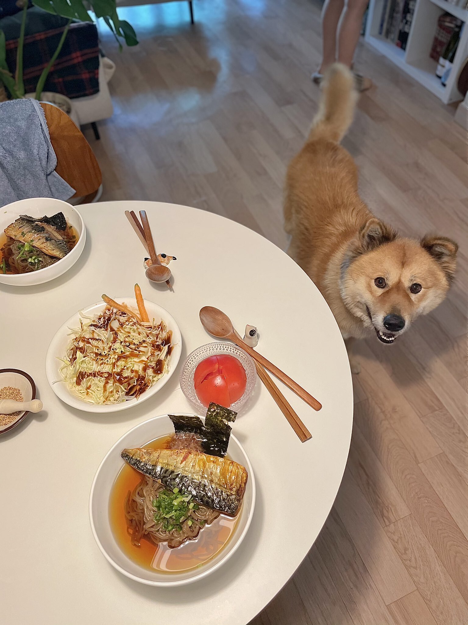 밥 먹을 때마다 기웃대는 왕강아지 | 인스티즈