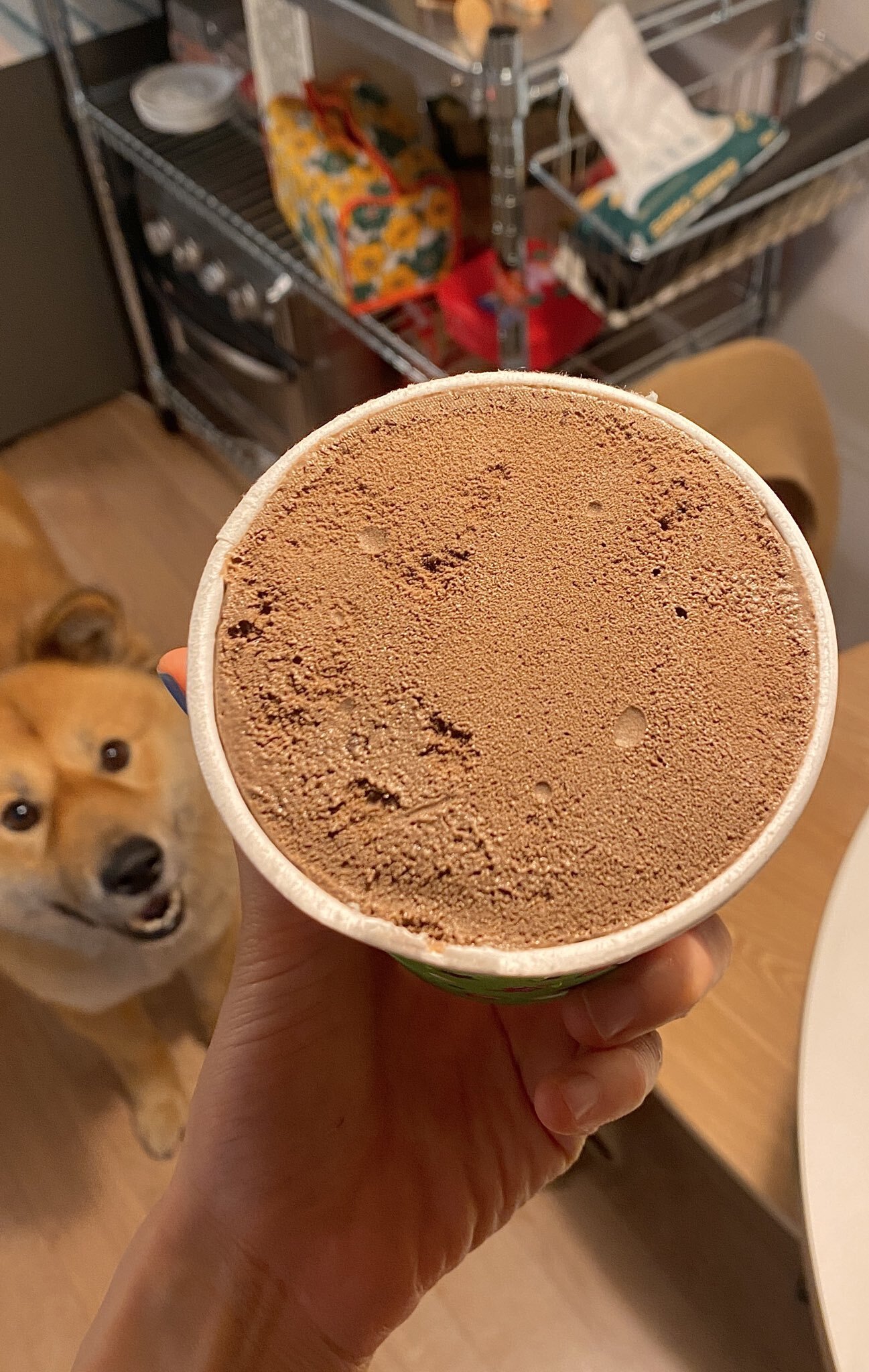 밥 먹을 때마다 기웃대는 왕강아지 | 인스티즈