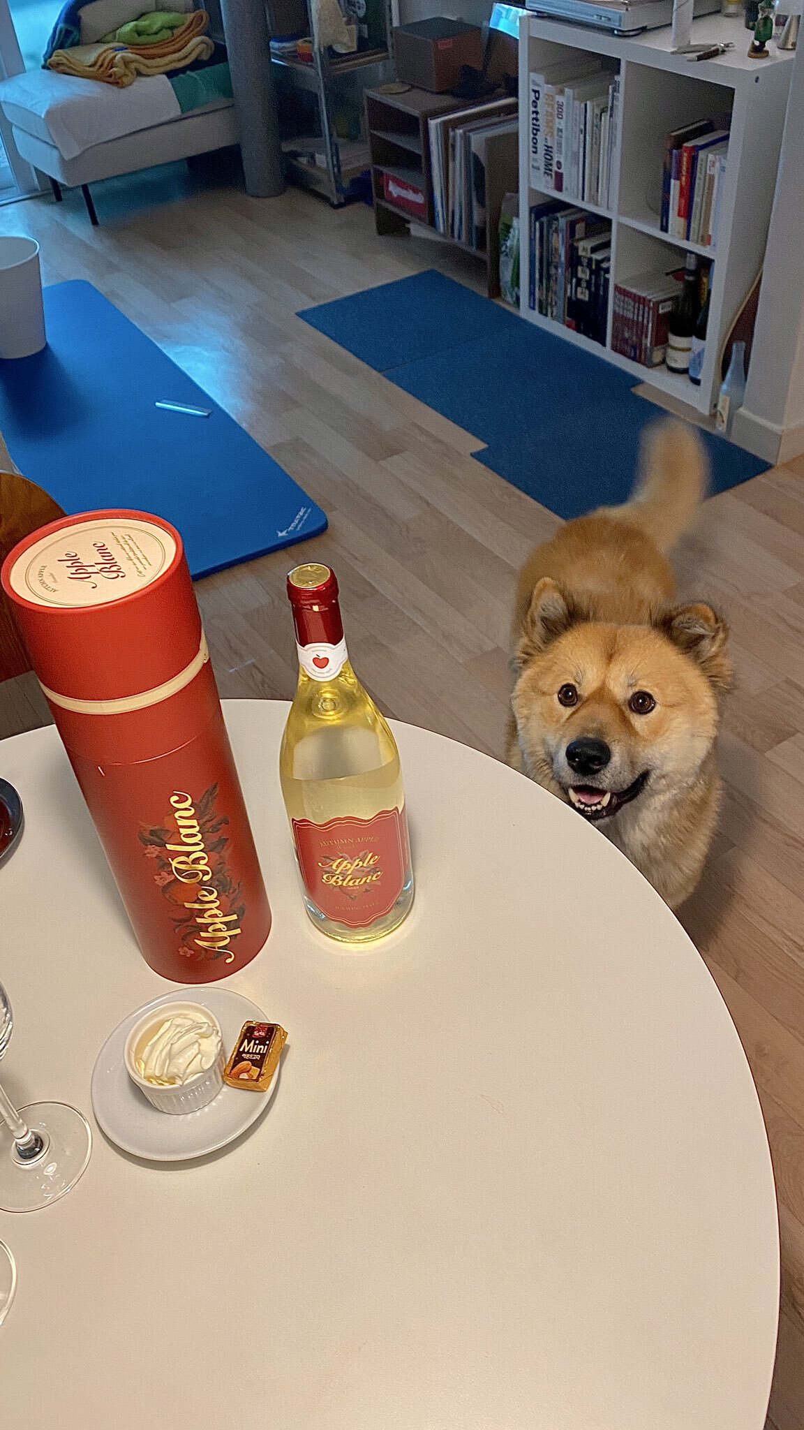 밥 먹을 때마다 기웃대는 왕강아지 | 인스티즈