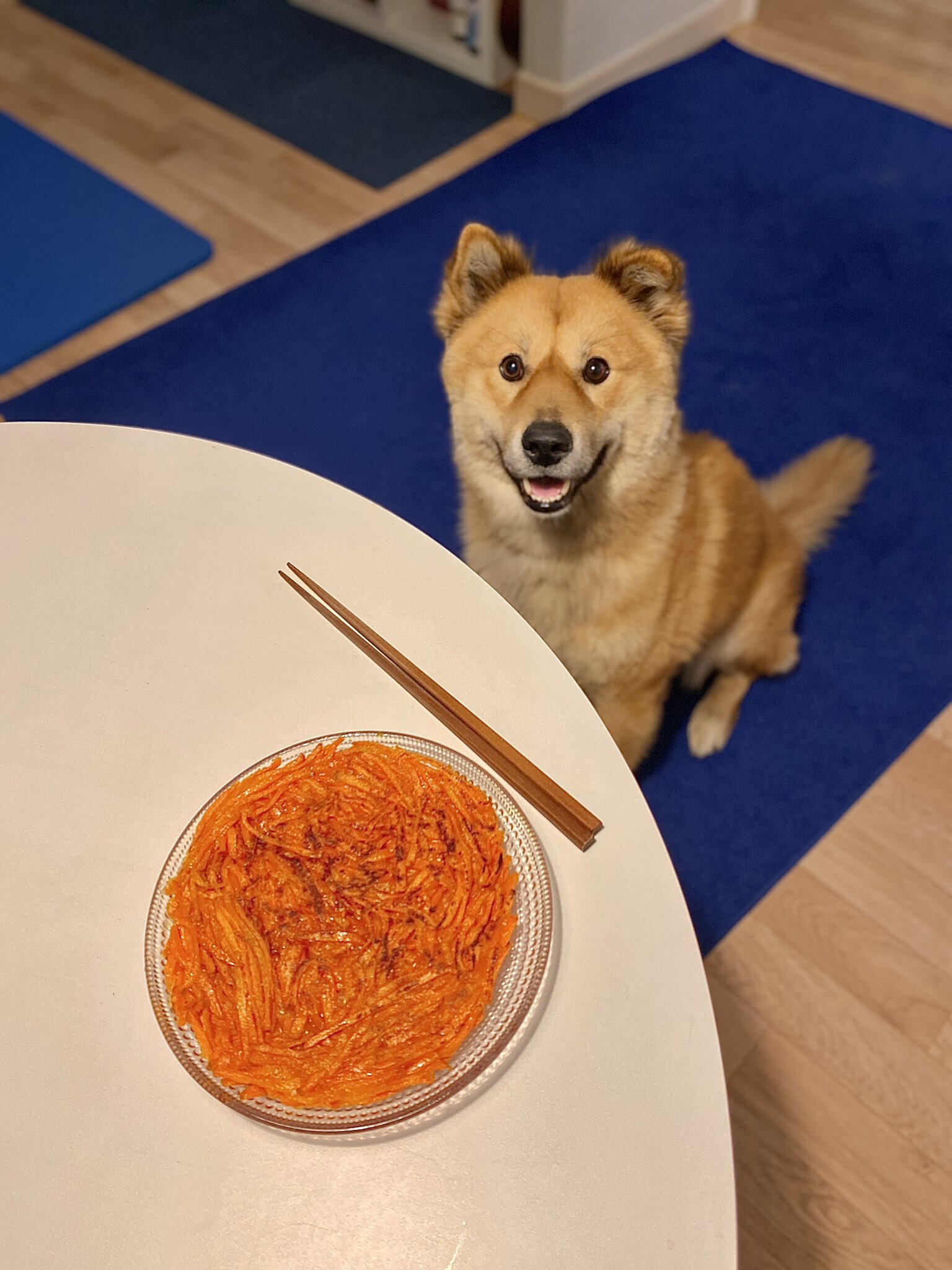 밥 먹을 때마다 기웃대는 왕강아지 | 인스티즈