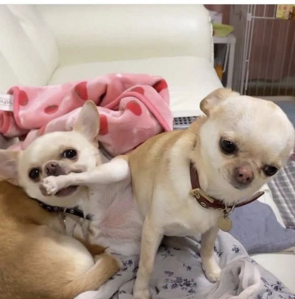 잼민이네 이미지