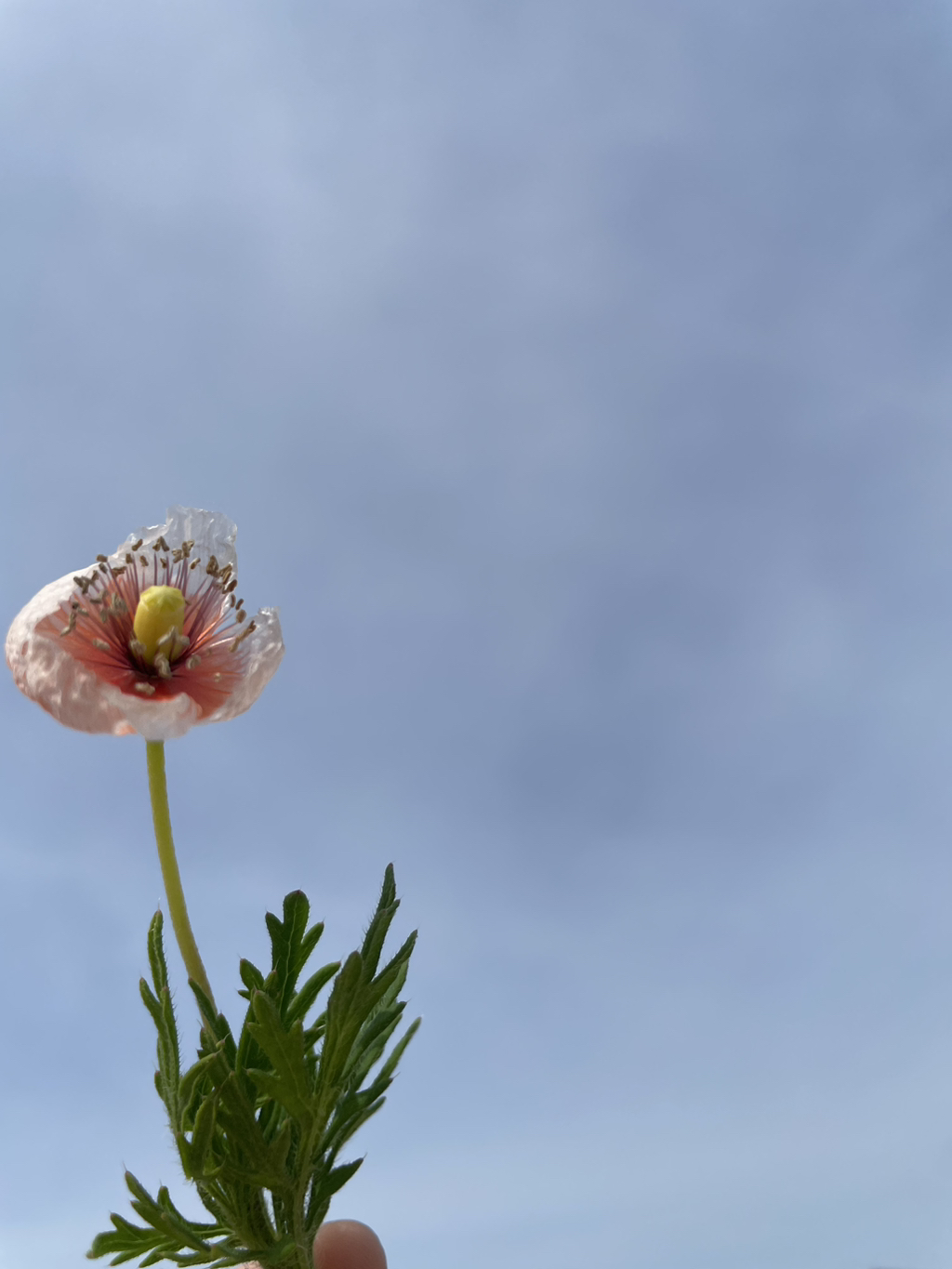 작은꽃 이미지