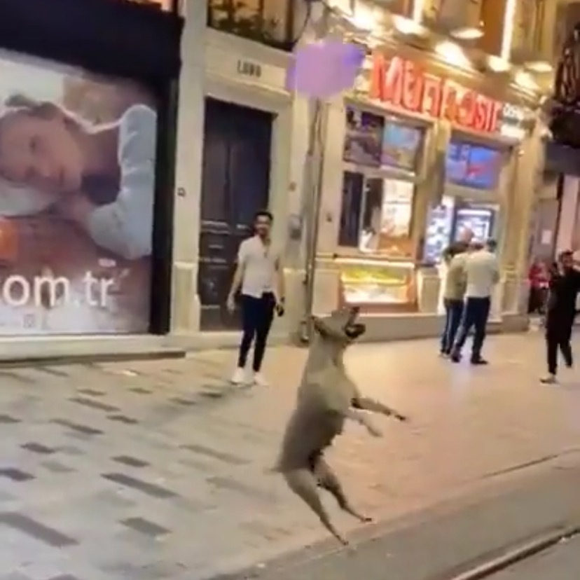 풍선 하나만으로 이렇게 순수하게 즐거워한다는 게 정말 좋아 | 인스티즈