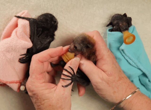 너무 너무 귀여운 아기박쥐 부리또 만들기 | 인스티즈