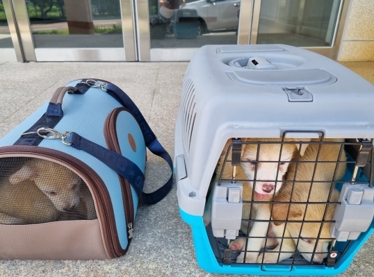 이 더운날 좁은 케이지에 강아지를 14마리나 버리고 감(오늘 일임!) | 인스티즈