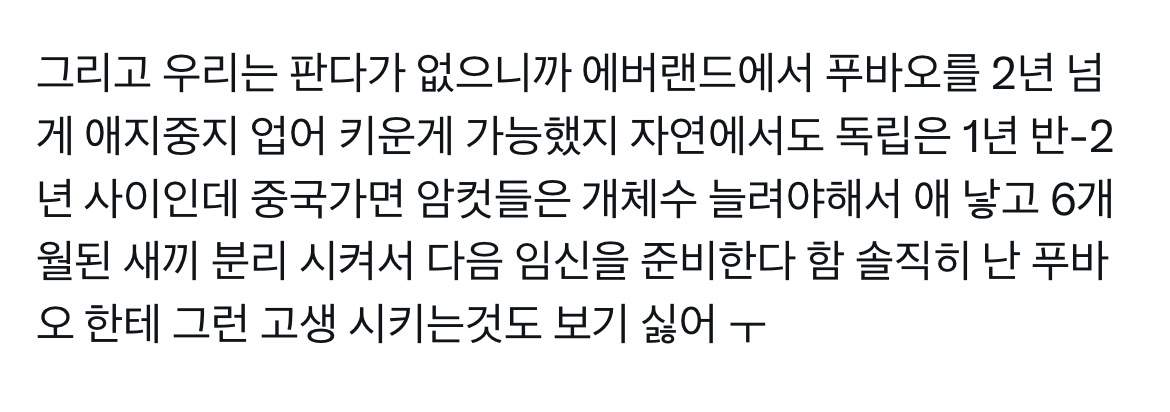 아이바오 학대한 사육사가 있는곳으로 갈 확률이 있는 푸바오.twt | 인스티즈