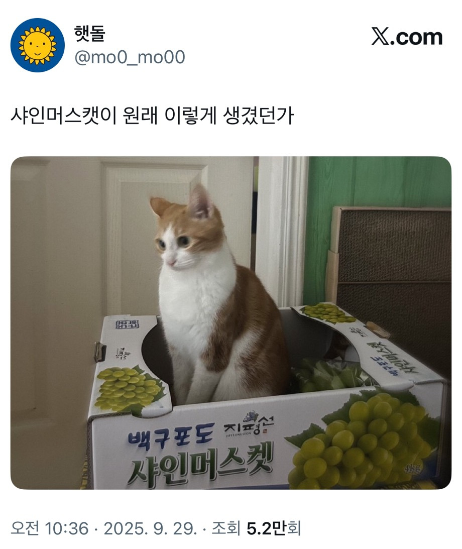 샤인머스캣이 원래 이렇게 생겼던가.twt | 인스티즈