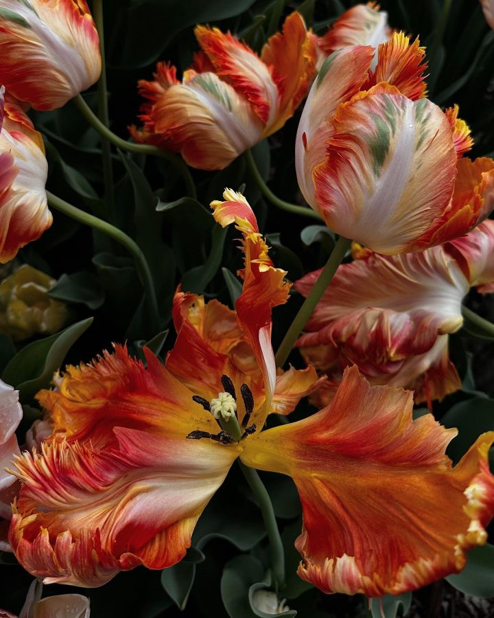 한국인은 다른 게 생각나는 꽃 사진 | 인스티즈