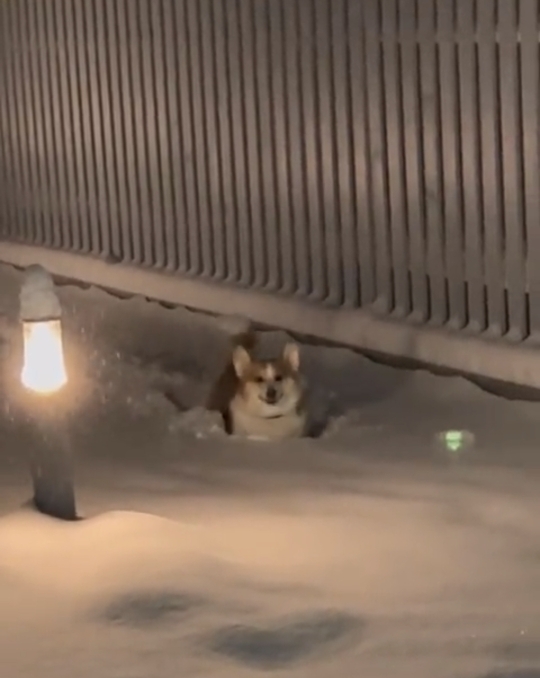 눈이 너무 좋은 강아지 ☃️ | 인스티즈
