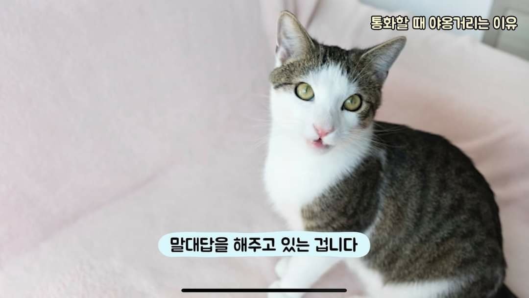 고양이가 전화할 때 옆에 와서 야옹거리는 이유 | 인스티즈