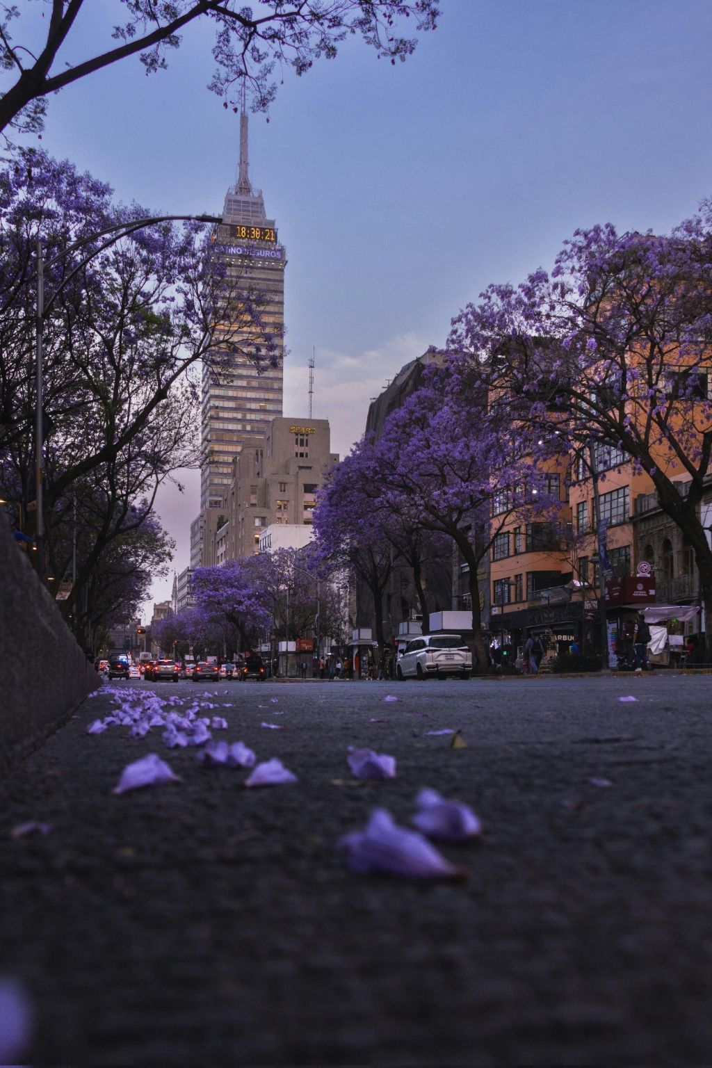 한국에선 생소한 보라색 가로수꽃 | 인스티즈