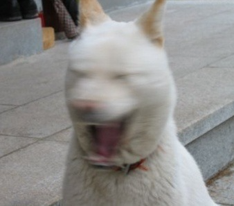 (사진주의) 유치가 안빠졌는데 영구치가 났어요 | 인스티즈