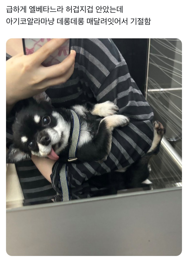 급하게 엘베타느라 허겁지겁 안았는데 아기코알라마냥 데롱데롱.twt | 인스티즈