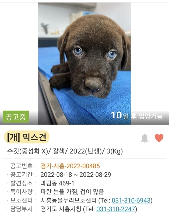 보석같이 파란 눈동자를 가진 아가 유기견 | 인스티즈