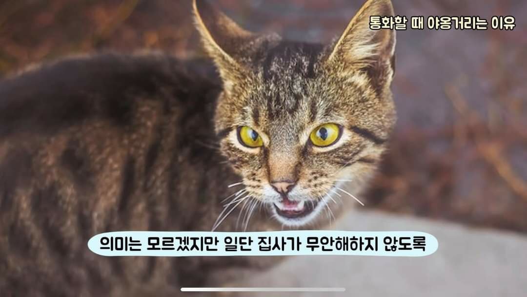 고양이가 전화할 때 옆에 와서 야옹거리는 이유 | 인스티즈