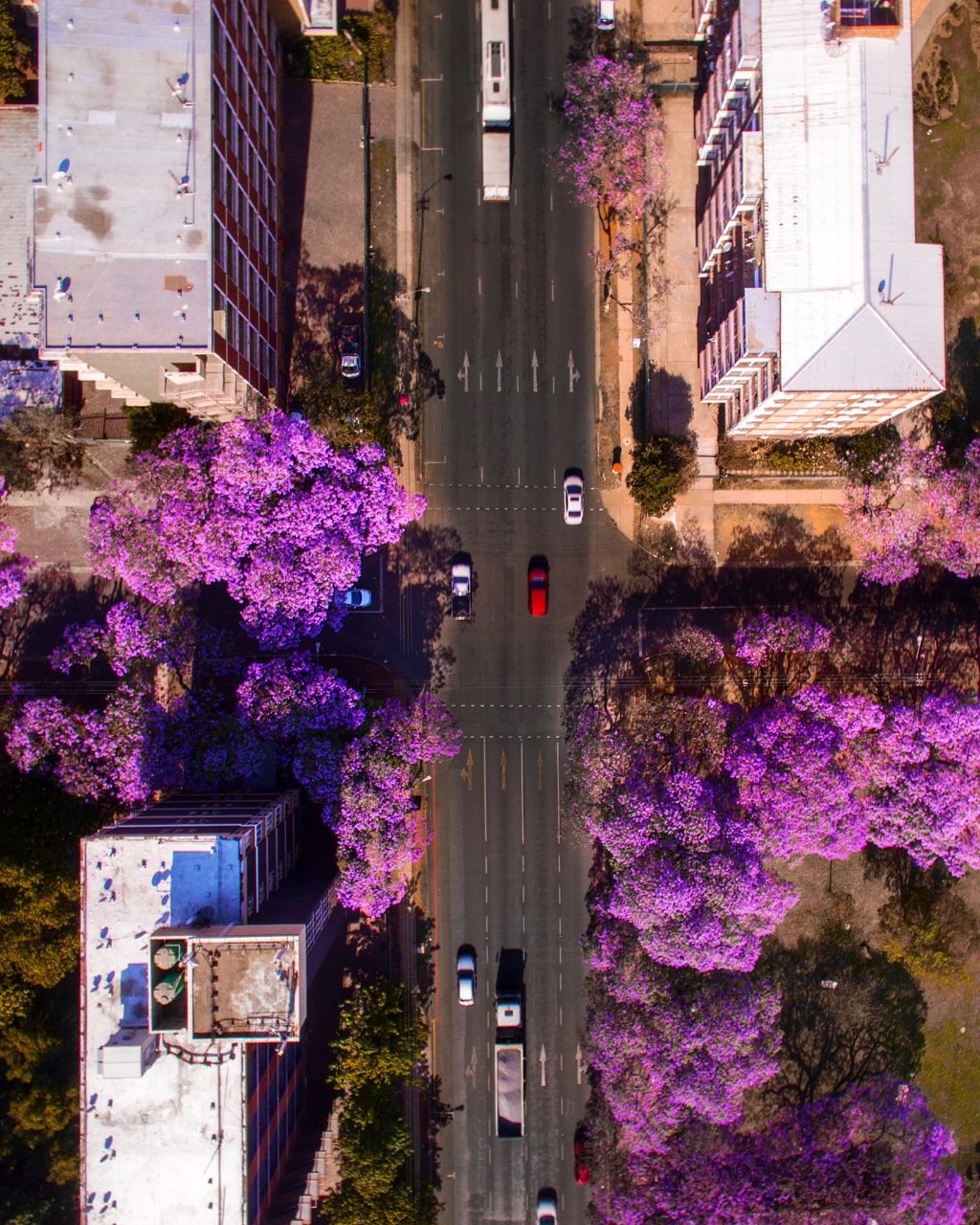 한국에선 생소한 보라색 가로수꽃 | 인스티즈