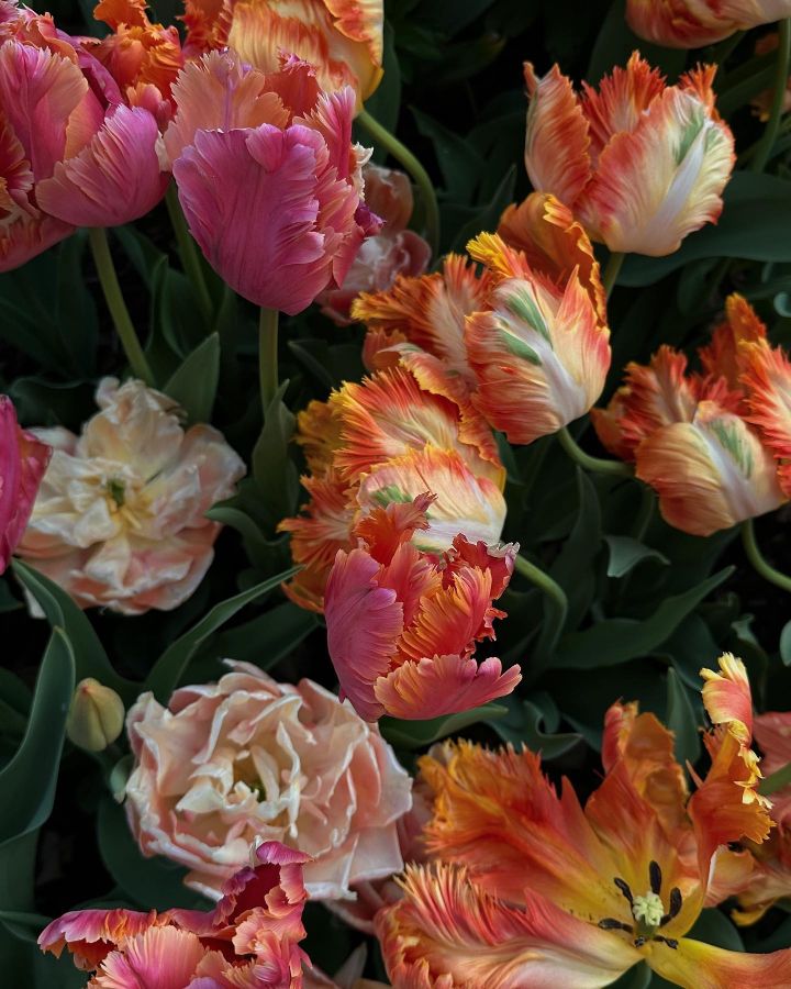 한국인은 다른 게 생각나는 꽃 사진 | 인스티즈