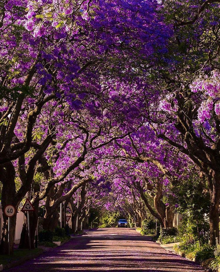 한국에선 생소한 보라색 가로수꽃 | 인스티즈