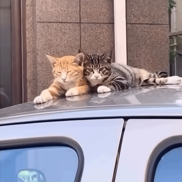 아침을 여는 쌍둥이 고양이 | 인스티즈