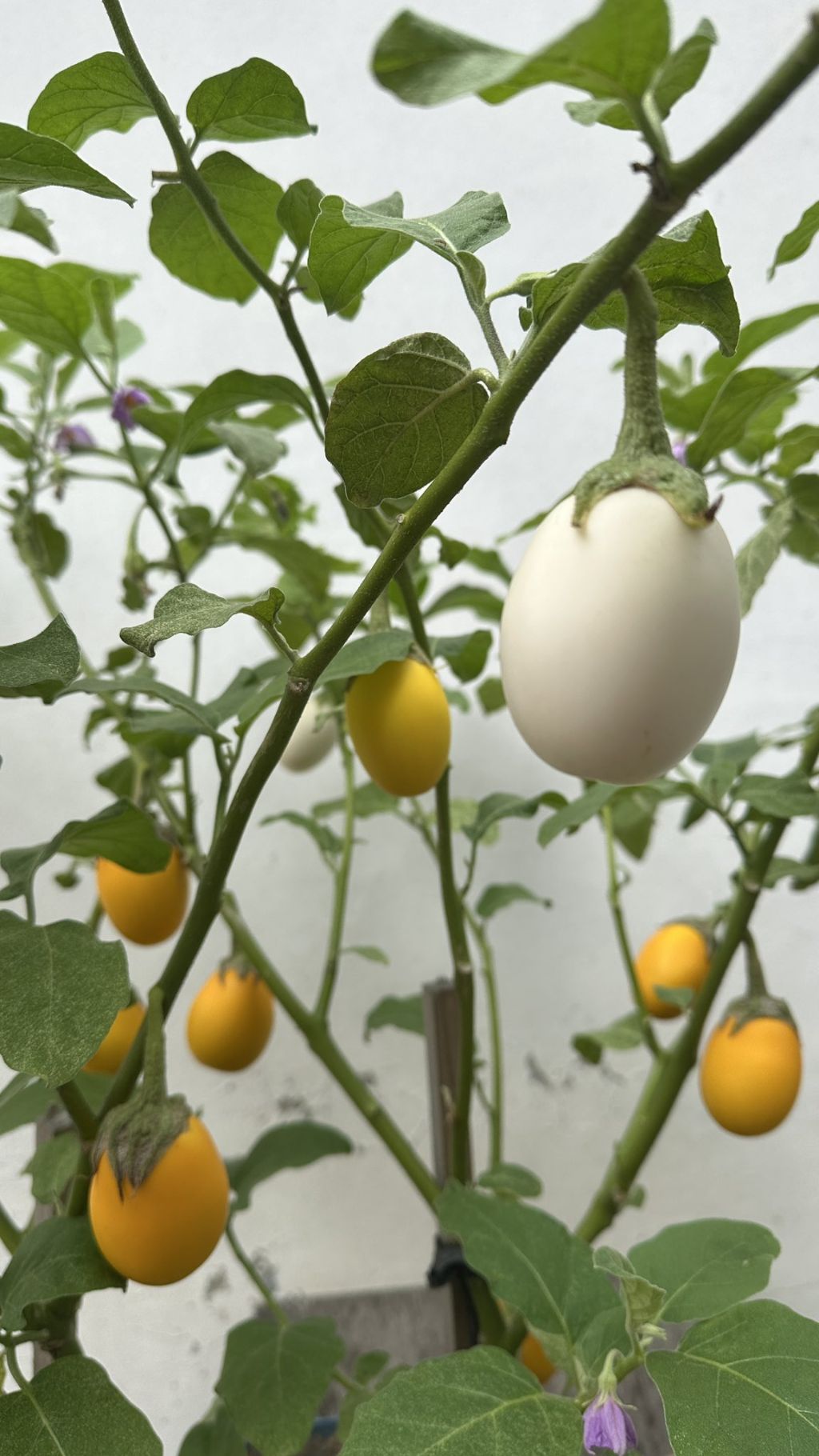 🍆가지가 영어로 eggplant 인 이유 | 인스티즈