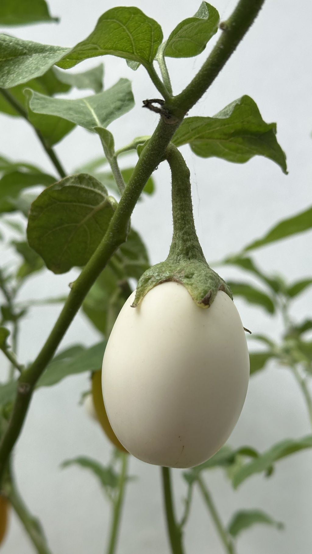 🍆가지가 영어로 eggplant 인 이유 | 인스티즈